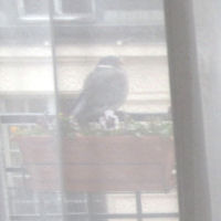 2010-02-12 Gros oiseau_l.jpg